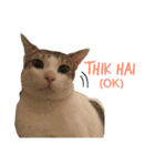 Indian cat, Billy (インド猫ビリー)（個別スタンプ：19）