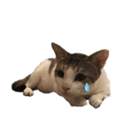 Indian cat, Billy (インド猫ビリー)（個別スタンプ：20）
