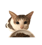 Indian cat, Billy (インド猫ビリー)（個別スタンプ：21）