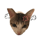 Indian cat, Billy (インド猫ビリー)（個別スタンプ：22）