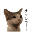 Indian cat, Billy (インド猫ビリー)（個別スタンプ：23）