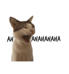 Indian cat, Billy (インド猫ビリー)（個別スタンプ：24）