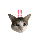 Indian cat, Billy (インド猫ビリー)（個別スタンプ：25）