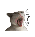 Indian cat, Billy (インド猫ビリー)（個別スタンプ：26）