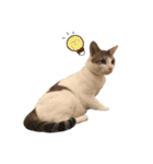 Indian cat, Billy (インド猫ビリー)（個別スタンプ：27）