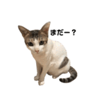 Indian cat, Billy (インド猫ビリー)（個別スタンプ：29）