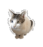 Indian cat, Billy (インド猫ビリー)（個別スタンプ：31）