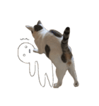 Indian cat, Billy (インド猫ビリー)（個別スタンプ：32）
