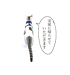 Indian cat, Billy (インド猫ビリー)（個別スタンプ：33）