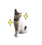 Indian cat, Billy (インド猫ビリー)（個別スタンプ：34）