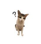Indian cat, Billy (インド猫ビリー)（個別スタンプ：35）