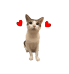 Indian cat, Billy (インド猫ビリー)（個別スタンプ：36）