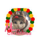 Indian cat, Billy (インド猫ビリー)（個別スタンプ：37）