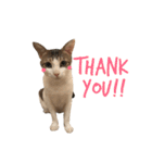 Indian cat, Billy (インド猫ビリー)（個別スタンプ：38）