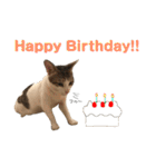 Indian cat, Billy (インド猫ビリー)（個別スタンプ：39）