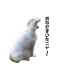 Indian cat, Billy (インド猫ビリー)（個別スタンプ：40）