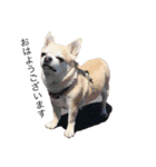 smooth Chihuahua( スムームチワワ)のリィ（個別スタンプ：1）