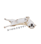 smooth Chihuahua( スムームチワワ)のリィ（個別スタンプ：2）