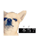 smooth Chihuahua( スムームチワワ)のリィ（個別スタンプ：3）