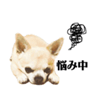 smooth Chihuahua( スムームチワワ)のリィ（個別スタンプ：4）