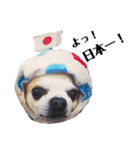 smooth Chihuahua( スムームチワワ)のリィ（個別スタンプ：5）