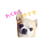 smooth Chihuahua( スムームチワワ)のリィ（個別スタンプ：6）
