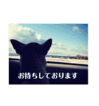 smooth Chihuahua( スムームチワワ)のリィ（個別スタンプ：7）