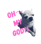 smooth Chihuahua( スムームチワワ)のリィ（個別スタンプ：9）