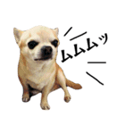 smooth Chihuahua( スムームチワワ)のリィ（個別スタンプ：10）