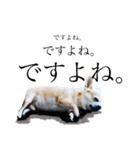 smooth Chihuahua( スムームチワワ)のリィ（個別スタンプ：11）
