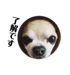 smooth Chihuahua( スムームチワワ)のリィ（個別スタンプ：12）