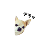 smooth Chihuahua( スムームチワワ)のリィ（個別スタンプ：15）