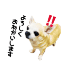 smooth Chihuahua( スムームチワワ)のリィ（個別スタンプ：16）