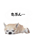 smooth Chihuahua( スムームチワワ)のリィ（個別スタンプ：17）