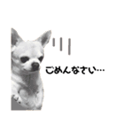 smooth Chihuahua( スムームチワワ)のリィ（個別スタンプ：18）