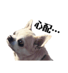 smooth Chihuahua( スムームチワワ)のリィ（個別スタンプ：19）