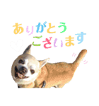 smooth Chihuahua( スムームチワワ)のリィ（個別スタンプ：20）
