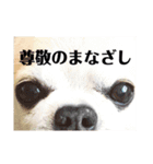 smooth Chihuahua( スムームチワワ)のリィ（個別スタンプ：21）