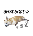 smooth Chihuahua( スムームチワワ)のリィ（個別スタンプ：23）