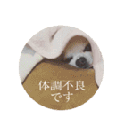 smooth Chihuahua( スムームチワワ)のリィ（個別スタンプ：24）