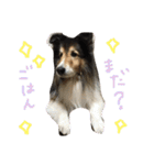 うちのシェルティきっくん（個別スタンプ：9）