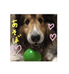 うちのシェルティきっくん（個別スタンプ：15）