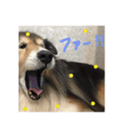 うちのシェルティきっくん（個別スタンプ：21）