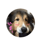 うちのシェルティきっくん（個別スタンプ：22）