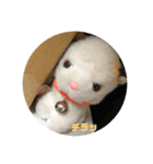 三毛猫のソラ（個別スタンプ：5）