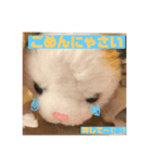 三毛猫のソラ（個別スタンプ：8）