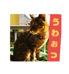 ちょん太のスタンプ2（個別スタンプ：11）