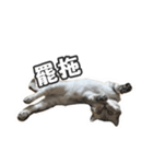 バナナの不機嫌生活（個別スタンプ：15）