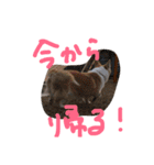 コーギーと仲間たち スタンプ by Rosinyan（個別スタンプ：9）