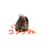 コーギーと仲間たち スタンプ by Rosinyan（個別スタンプ：12）